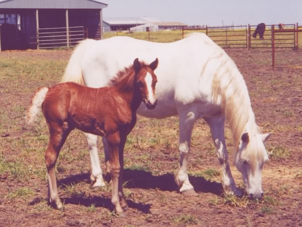 InfantFoal