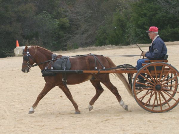 StallionStillDressage