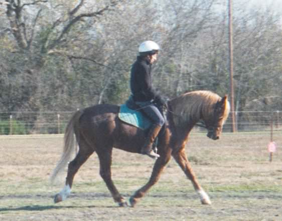 StallionRiddenDressage