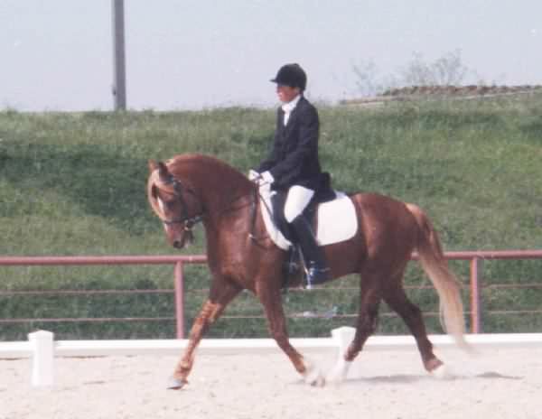 StallionRiding