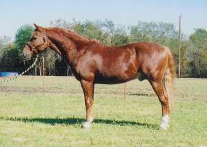 Standing Pidcoke Balladeer